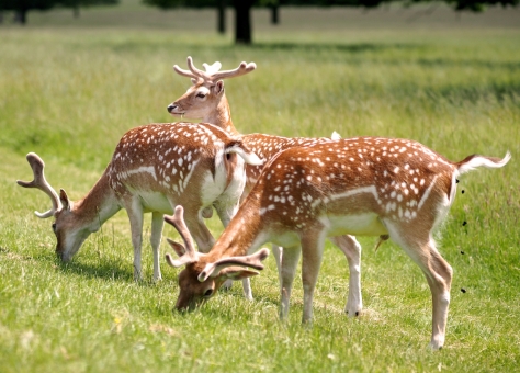 Multitasking Deer in Richmond Park