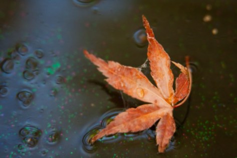 Leaf in puddle
